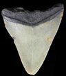 Bargain, Megalodon Tooth - North Carolina #67066-1